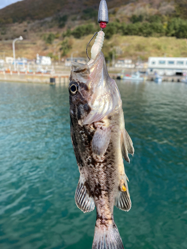 クロソイの釣果