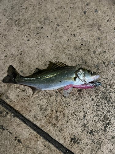 スズキの釣果