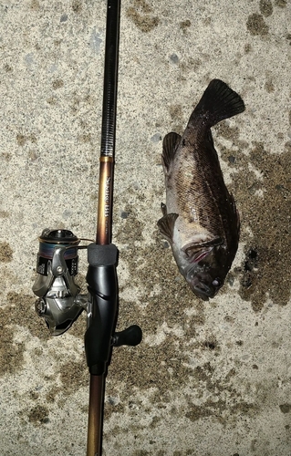 クロソイの釣果