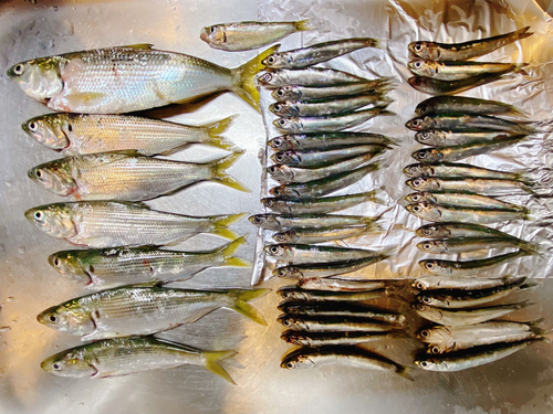 カタクチイワシの釣果