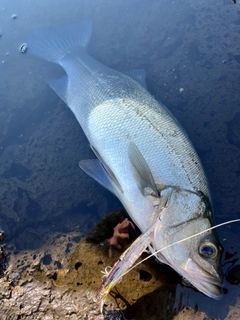 ヒラスズキの釣果