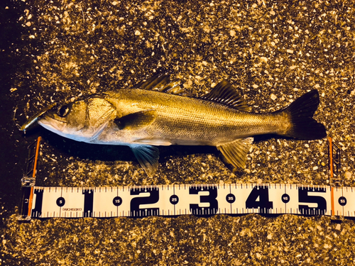 シーバスの釣果