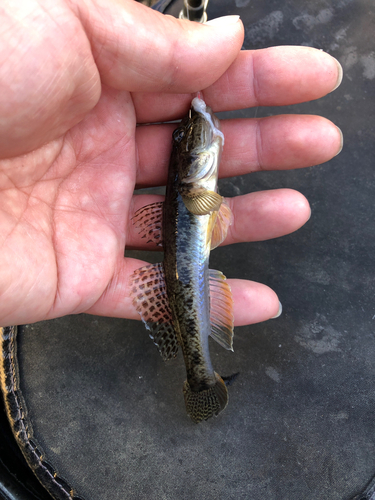 マハゼの釣果