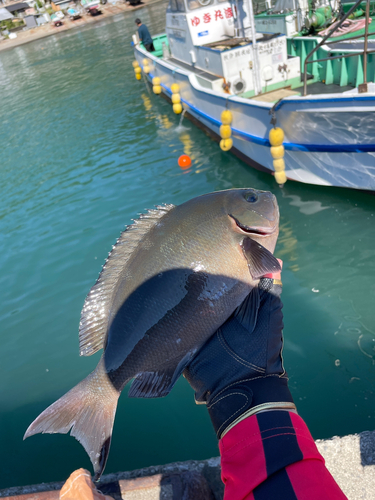 グレの釣果