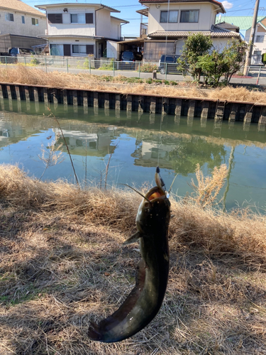 ナマズの釣果