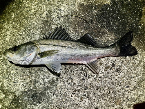 セイゴ（ヒラスズキ）の釣果