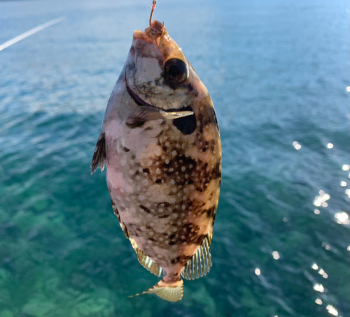 アイゴの釣果