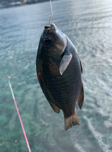 グレの釣果