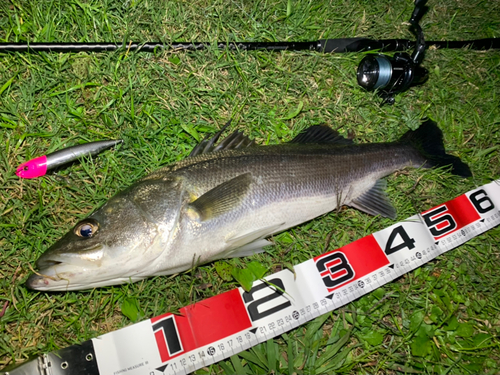 シーバスの釣果