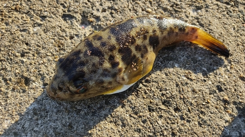 アカメフグの釣果