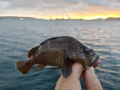 エゾメバルの釣果