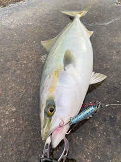 ハマチの釣果