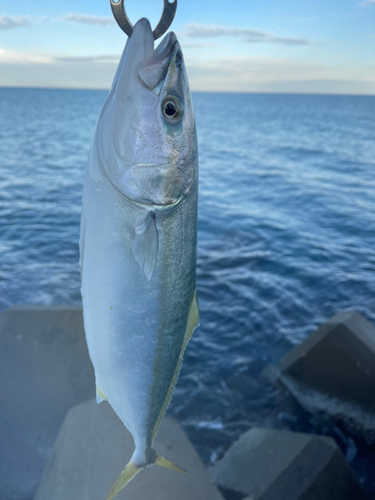 ワカシの釣果