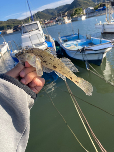 ハゼの釣果