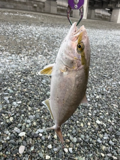 ショゴの釣果