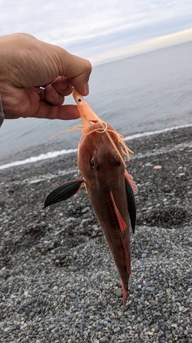 ホウボウの釣果