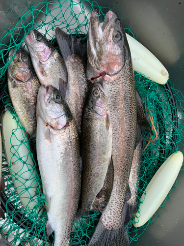 ニジマスの釣果