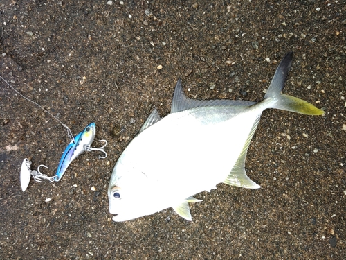 メッキの釣果