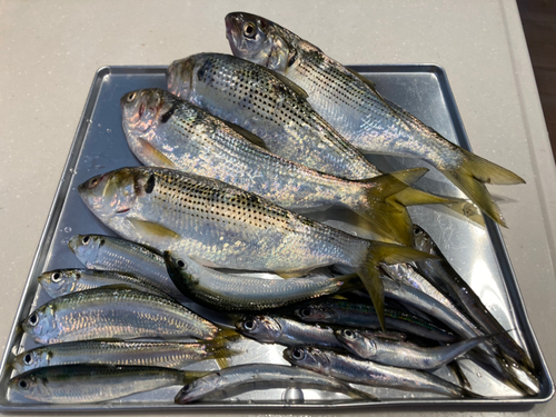 コノシロの釣果