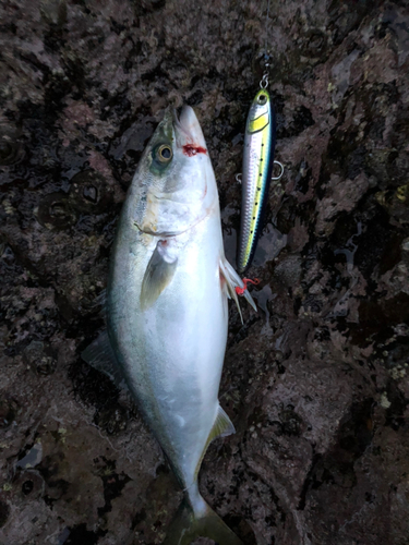 イナダの釣果