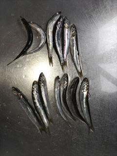 カタクチイワシの釣果