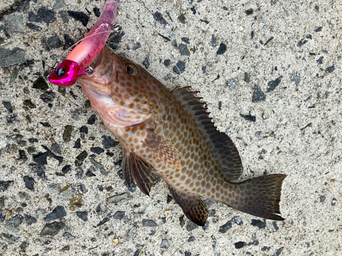 オオモンハタの釣果