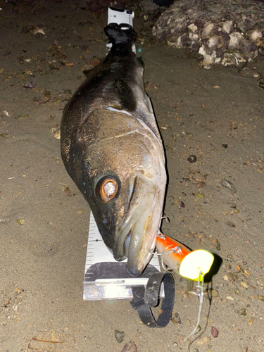 マルスズキの釣果