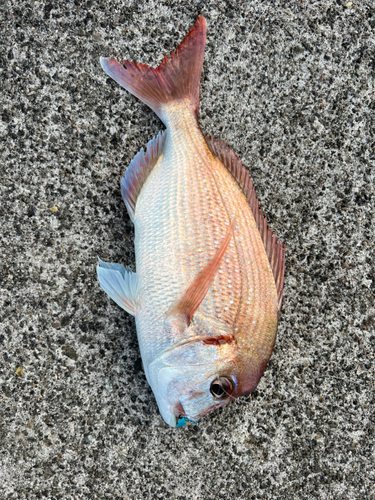 マダイの釣果