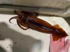 スルメイカの釣果