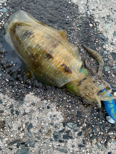 アオリイカの釣果