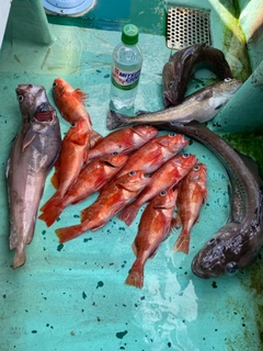 タラの釣果