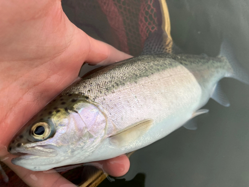 レインボートラウトの釣果