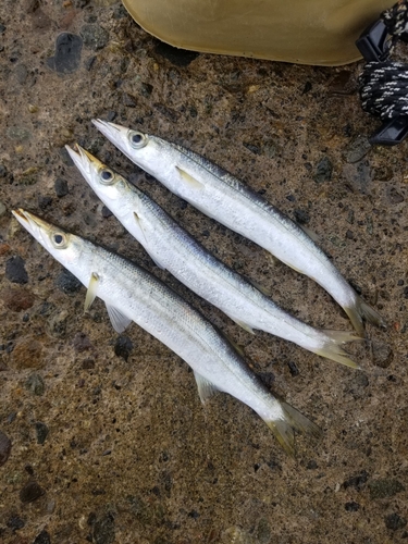 カマスの釣果