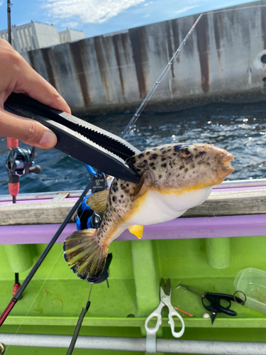 アカメフグの釣果