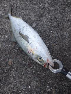 ハマチの釣果