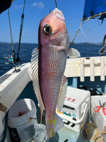 アマダイの釣果