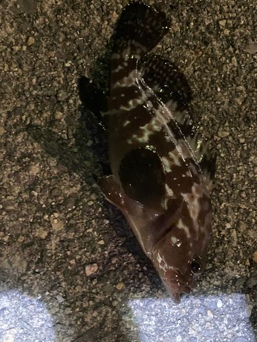 キジハタの釣果