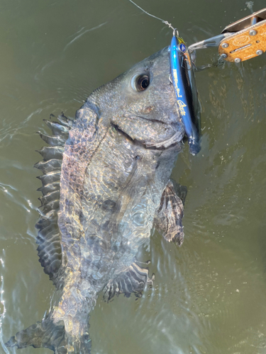 チヌの釣果