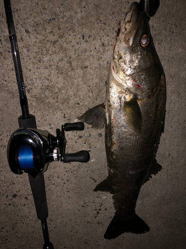 シーバスの釣果