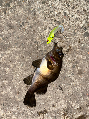 メバルの釣果