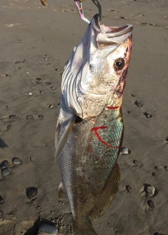 オオニベの釣果