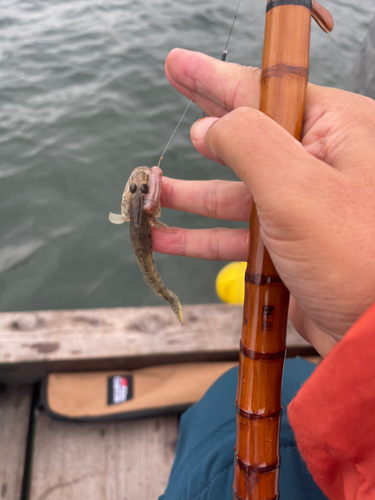 マハゼの釣果