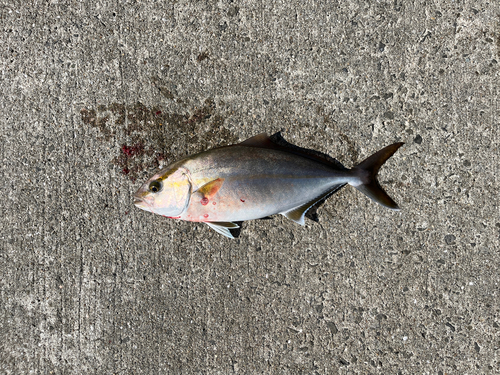 ショゴの釣果