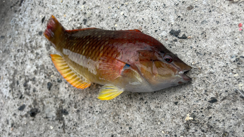 アカササノハベラの釣果