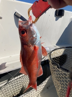 アカムツの釣果