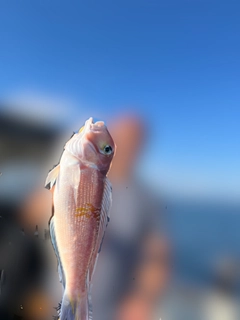 アマダイの釣果