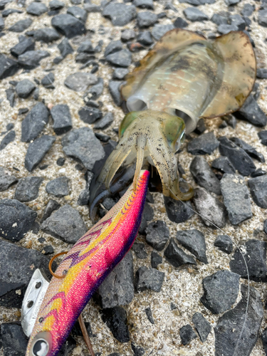 アオリイカの釣果