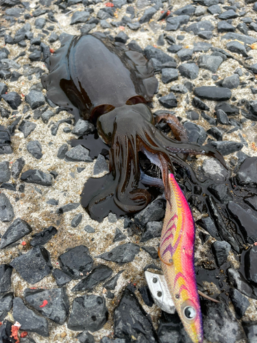 アオリイカの釣果