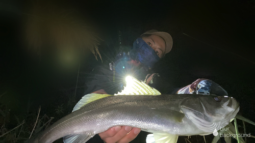 スズキの釣果