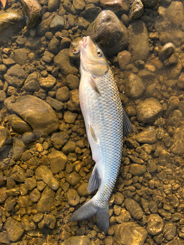 ニゴイの釣果